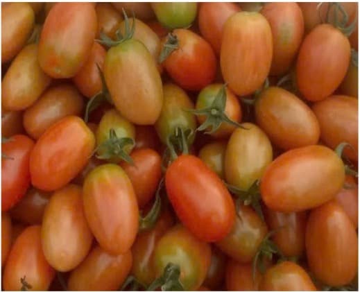 Giống cà chua thuần VNN 39