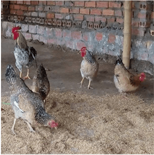 Gà Khả Thầy giống bản địa Ngọc Lặc