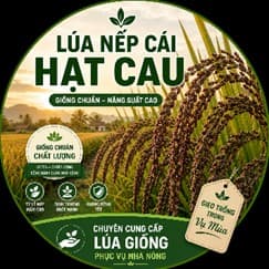 Nếp cái hạt cau