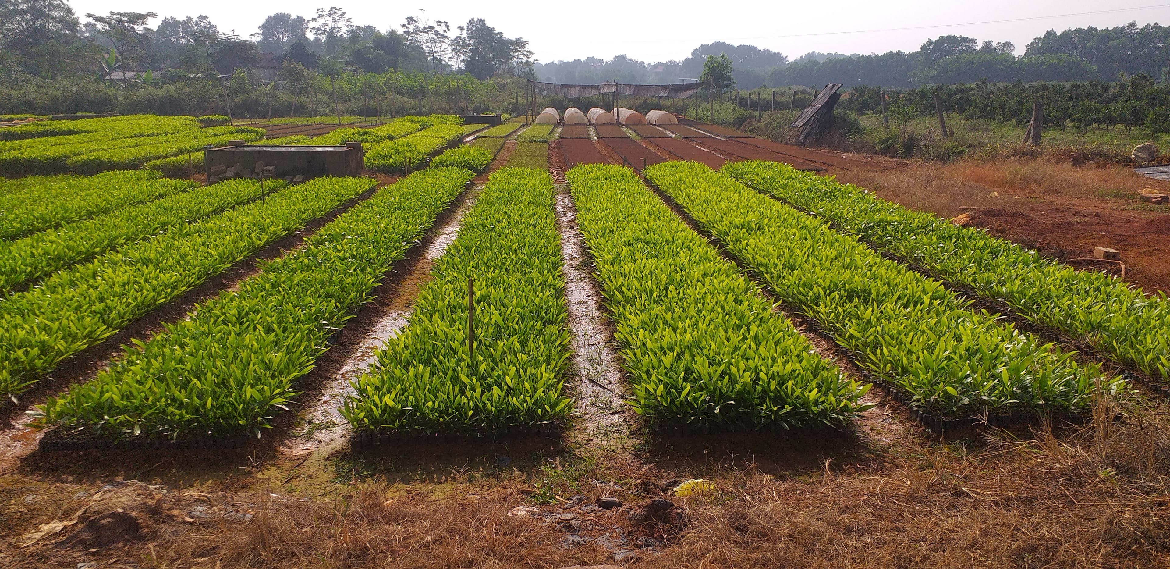 Cây giống Keo lai mô