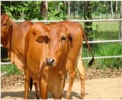 Bò Lai Brahman (25% – 75% máu lai)