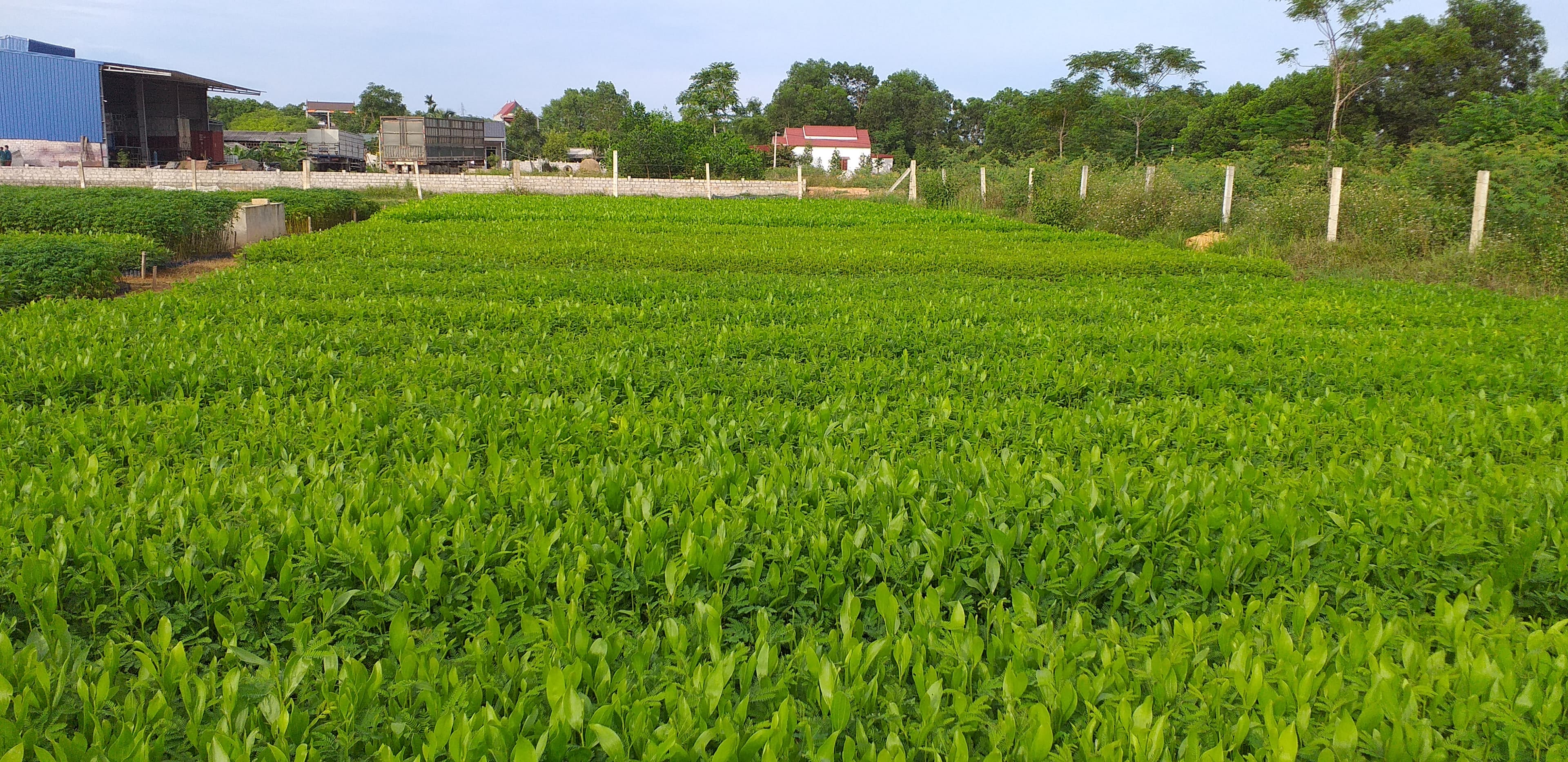 Cây giống Keo tai tượng