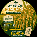 Nếp cái hoa vàng