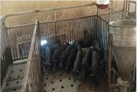 Lợn Mán giống bản địa Thanh Hóa